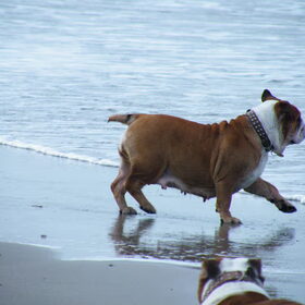 Shelby ""dansen aan de zee"" hihi