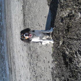 ARKO :D