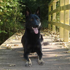 Hondenfoto van Linda; Roxy & Buddy