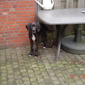 Hondenfoto van Gotcha 