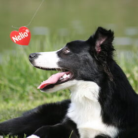 met deze foto won spyro een foto wedstrijd van het honden…