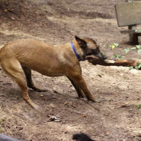gina is een hond met veel pit is een teef van 3 jaar. heeft veel…