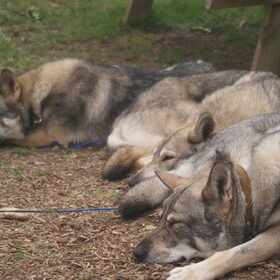 Saarlooswolfhonden liggen graag bij elkaar (5)