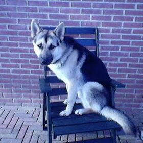 Hondenfoto van PupY