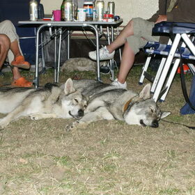 Saarlooswolfhonden liggen graag bij elkaar (7)