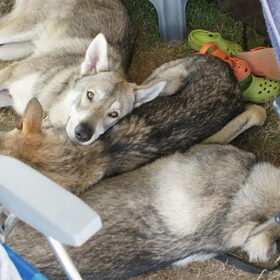 Saarlooswolfhonden liggen graag bij elkaar (8)