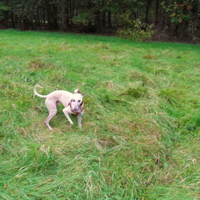Hondenfoto van Emma