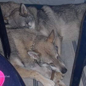 Saarlooswolfhonden liggen graag bij elkaar (14)
