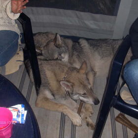 Saarlooswolfhonden liggen graag bij elkaar (16)