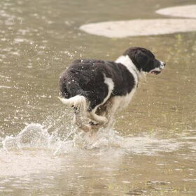 lekker ravotten in het water