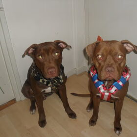 KING & YARAH MET HUN NIEUWE TUIGEN :D !