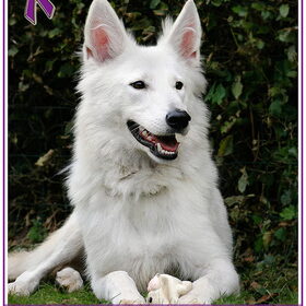 Gemaakt voor de "Animal Cruelty Awareness" week.