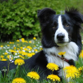 liggen tussen de paardenbloemen