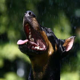 Regen HEERLIJK!