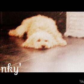 ~ binkyyy'
