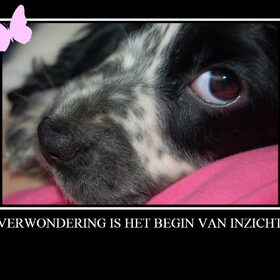 Mijn logo.... Ons eigen bo-tje toen ze nog een pup was. ook al…
