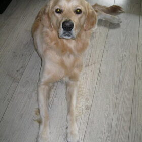 Hondenfoto van Mariska en Jip