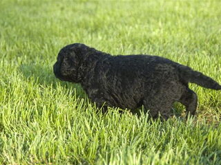 Foto 4 van een Curly Coated Retriever