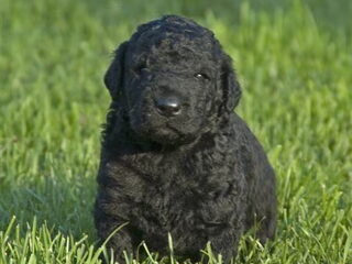 Foto 3 van een Curly Coated Retriever