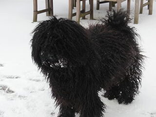 Foto 5 van een Puli