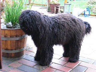 Foto 4 van een Puli