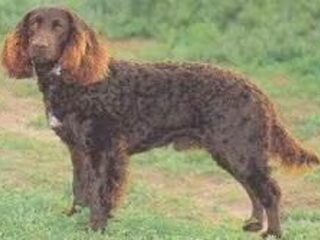Foto 3 van een Duitse Wachtel (Kwartelhond)
