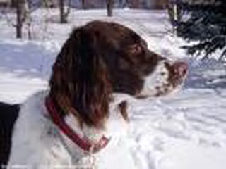 Foto 3 van een Epagneul Français