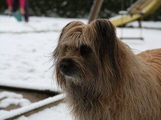 Foto 5 van een Pyrenese Herdershond