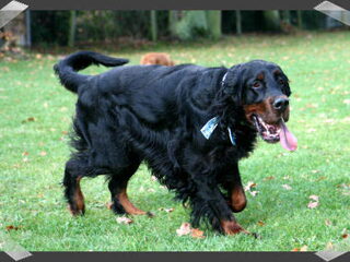 Foto 5 van een Gordon Setter