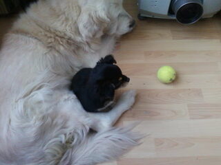 08-01-2010 & 09-01-2010 - Gizmo's eerste daagjes!