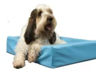 Foto 5 van een Grands Bassets Griffons Vendéens