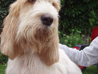 Foto 4 van een Grands Bassets Griffons Vendéens