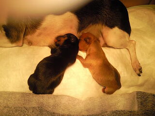 zo mijn  puppys