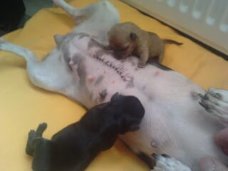 zo mijn  puppys