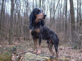 Foto 4 van een Luzerner Laufhund