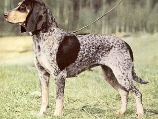 Foto 3 van een Luzerner Laufhund