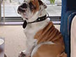 Lieve Ozzy onze mooie gabber