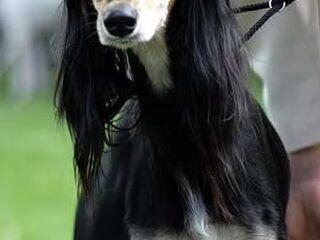 Foto 2 van een Saluki