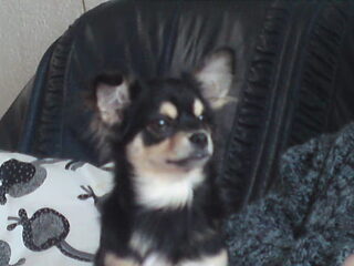 Gizmo wordt groot! 10-04-2010