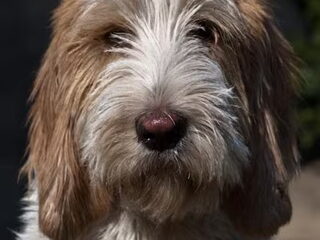 Foto 3 van een Grands Bassets Griffons Vendéens