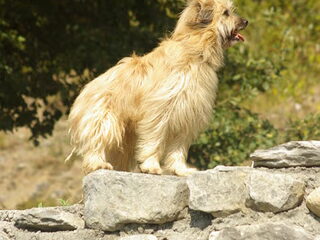 Foto 4 van een Pyrenese Herdershond