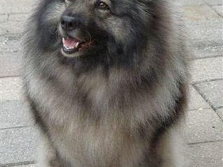 Foto 5 van een Keeshond, Grote
