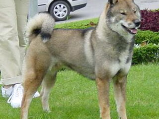 Foto 5 van een Shikoku