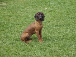 Foto 3 van een Bayerischer Gebirgsschweisshund