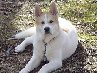 Foto 5 van een Great Japanese Dog