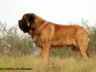 Foto 5 van een Old English Mastiff