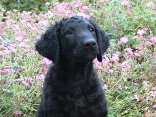 Foto 2 van een Curly Coated Retriever