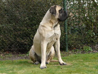 Foto 4 van een Old English Mastiff
