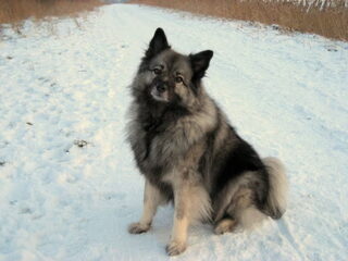 Foto 4 van een Keeshond, Grote
