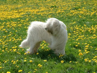 Foto 3 van een Zuid Russische Owcharka